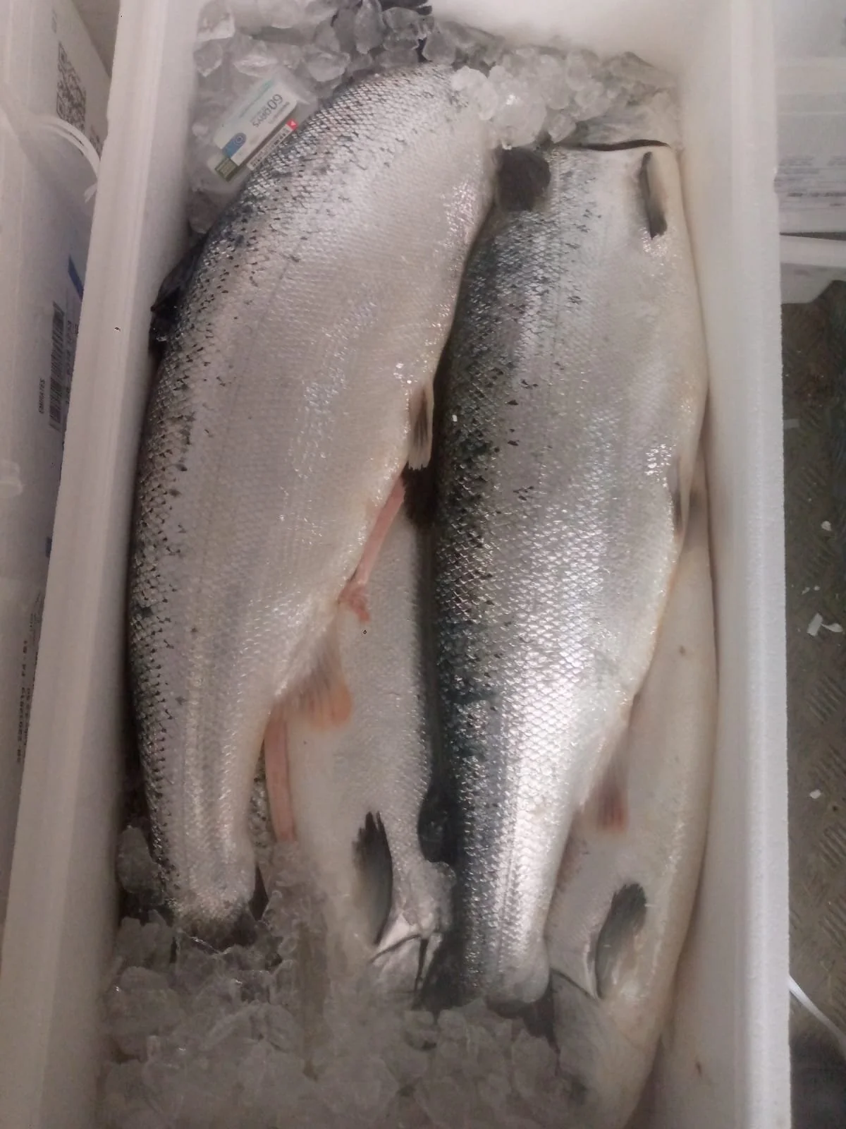 Perishable Fresh Seafood Cold Chain Halal Logistics Dubai